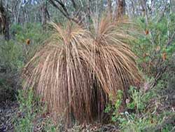 Phytophthora affected grass trees in the Otway Ranges.